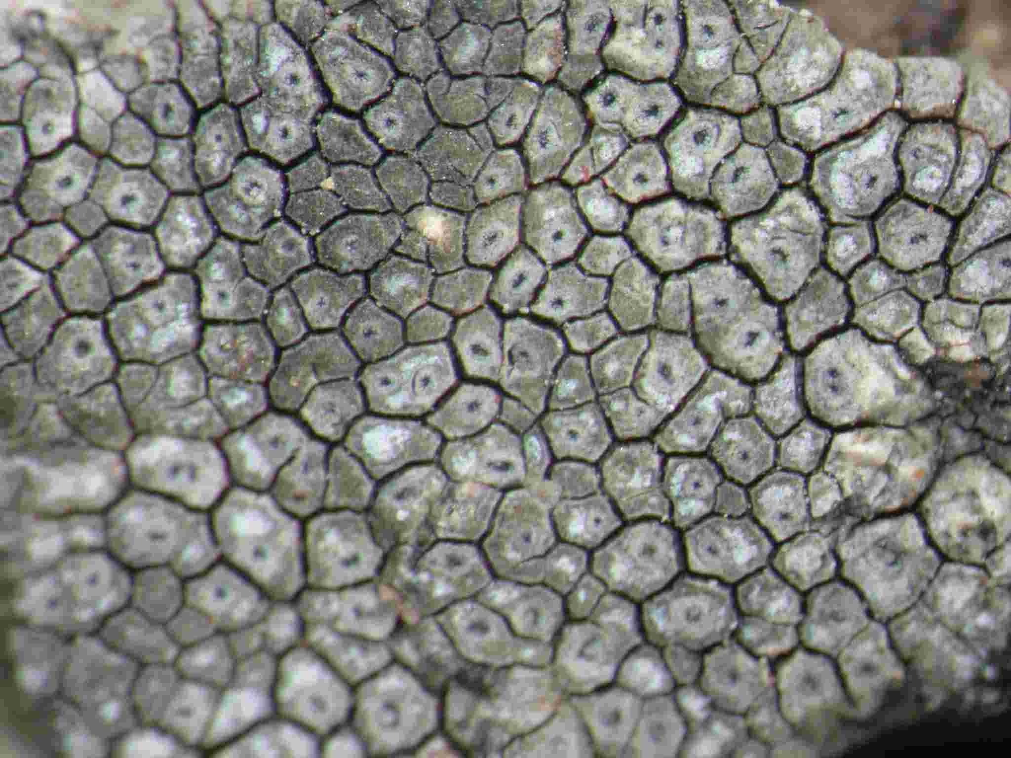 [Circinaria caesiocinerea]